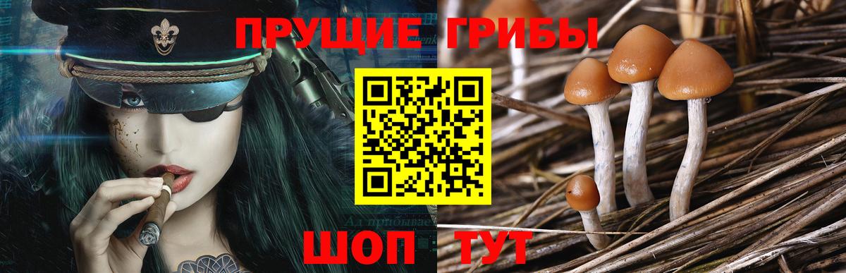 Галлюциногенные грибы мухоморы  Санкт-Петербург  Псилоцибиновые грибы Cubensis 